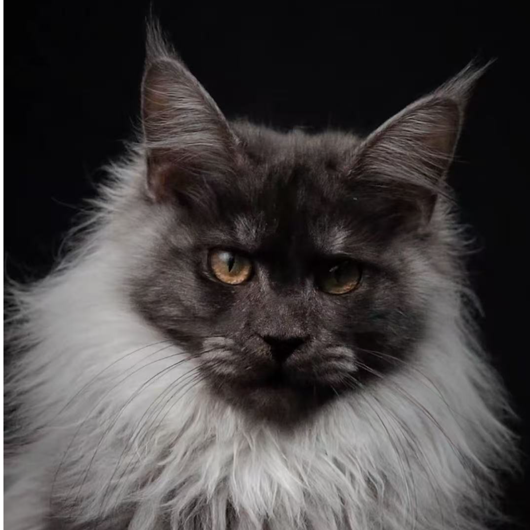 无品牌缅因猫猫咪回家链接(活体通用）