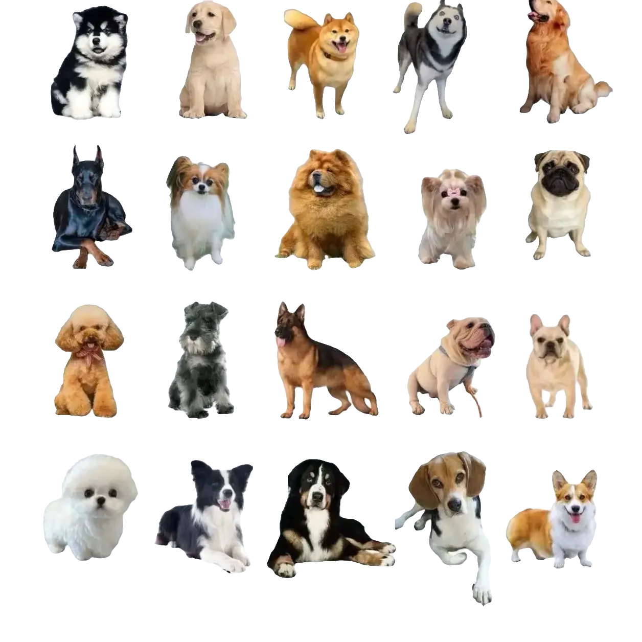 全犬种狗狗雪纳瑞比熊柴犬约克夏等活体