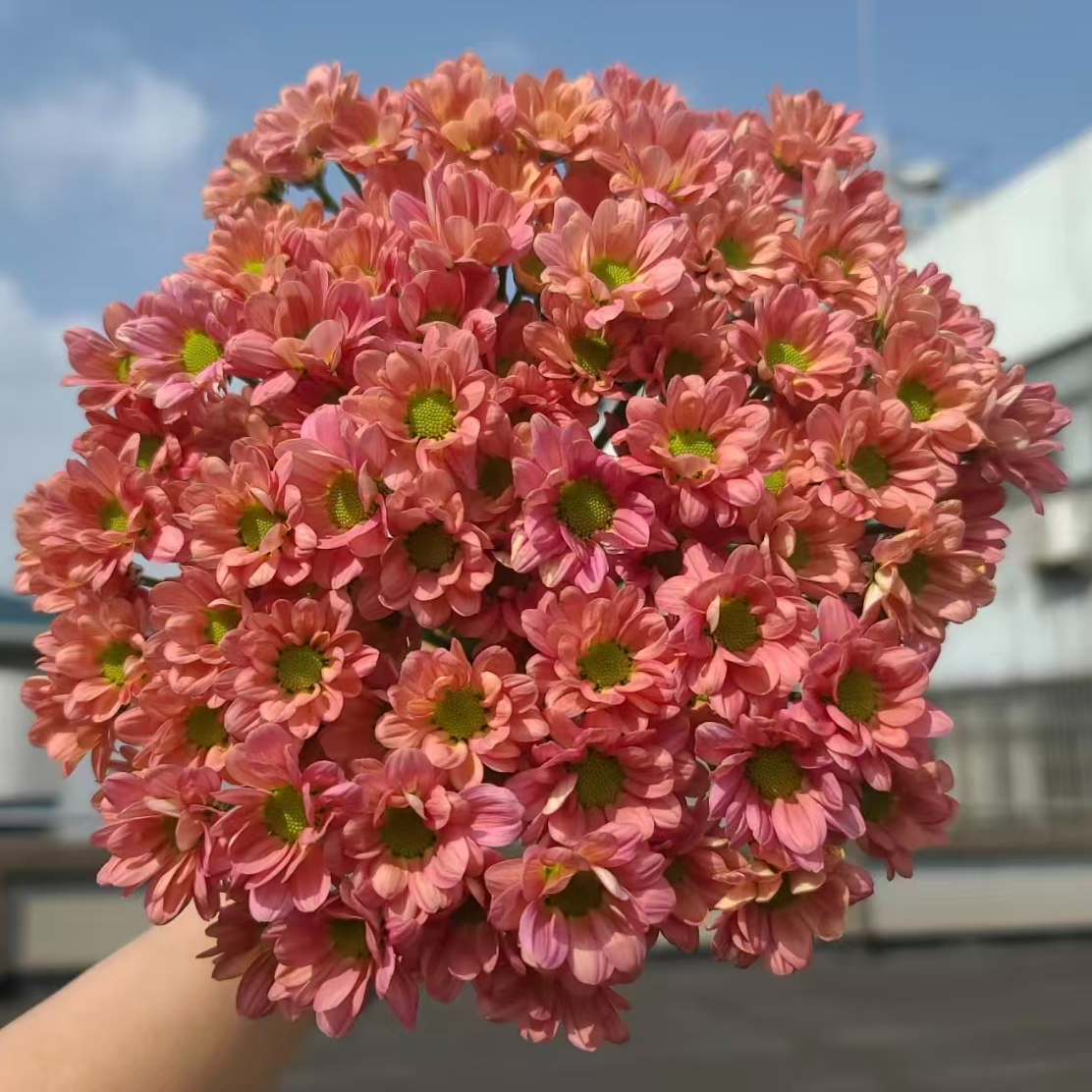 茉莉小雏菊一把     云南 基地鲜花 直发   家养水养