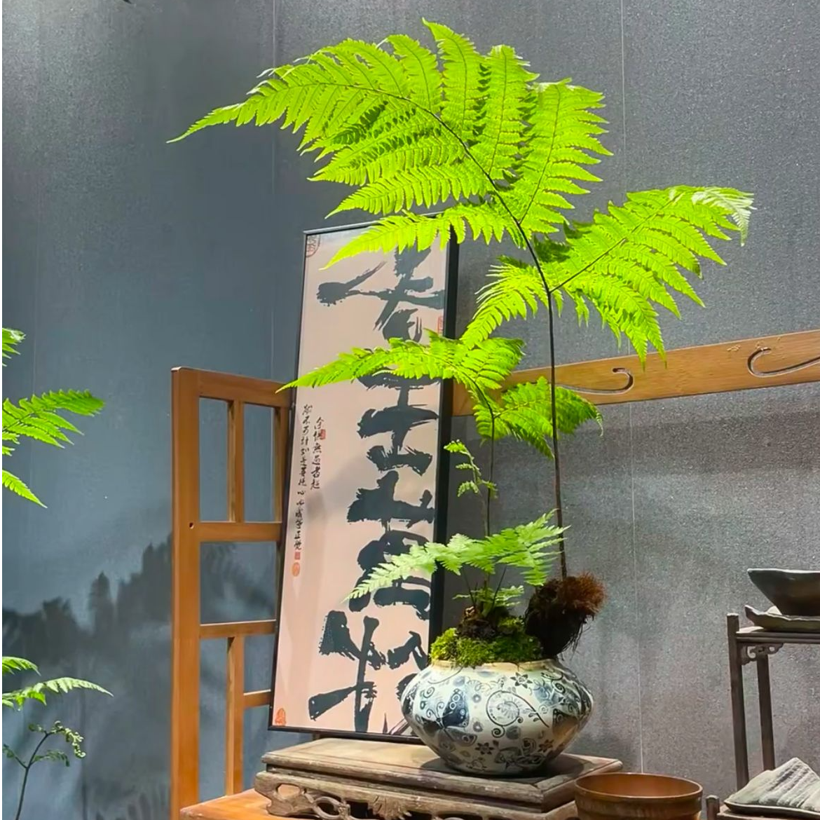 红磷蕨苔藓球水培植物室内耐阴四季常青一物一拍