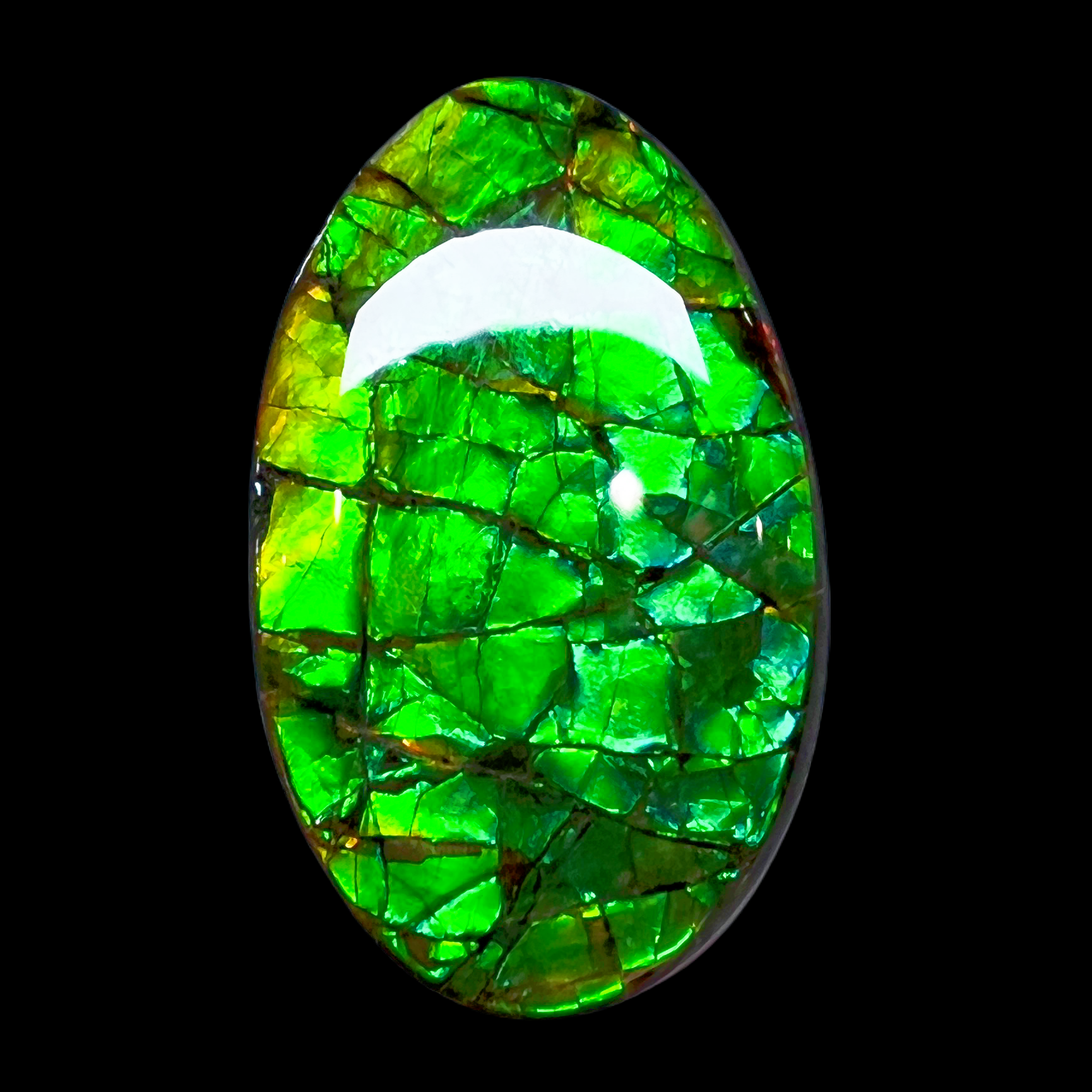  【斑彩石】41.5mm 原石 BC 产地：加拿大 B1 古贝壳化石