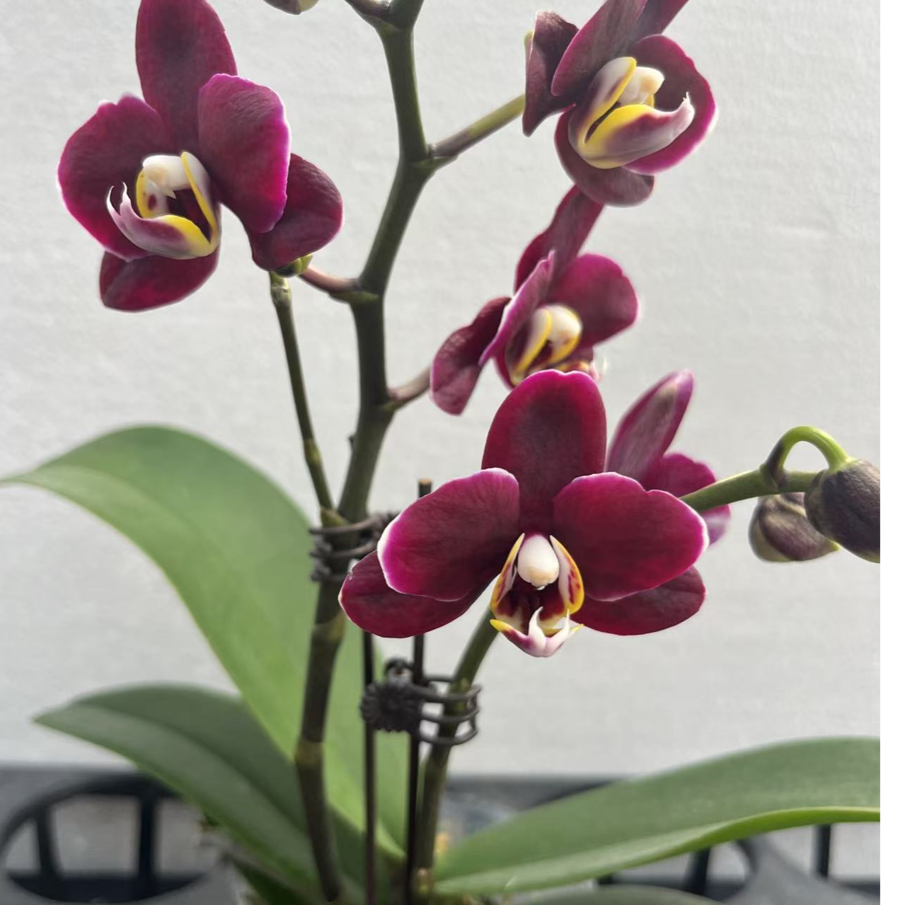 【巧克力双花剑】蝴蝶兰网红款 开花发货室内好养耐开双君花卉