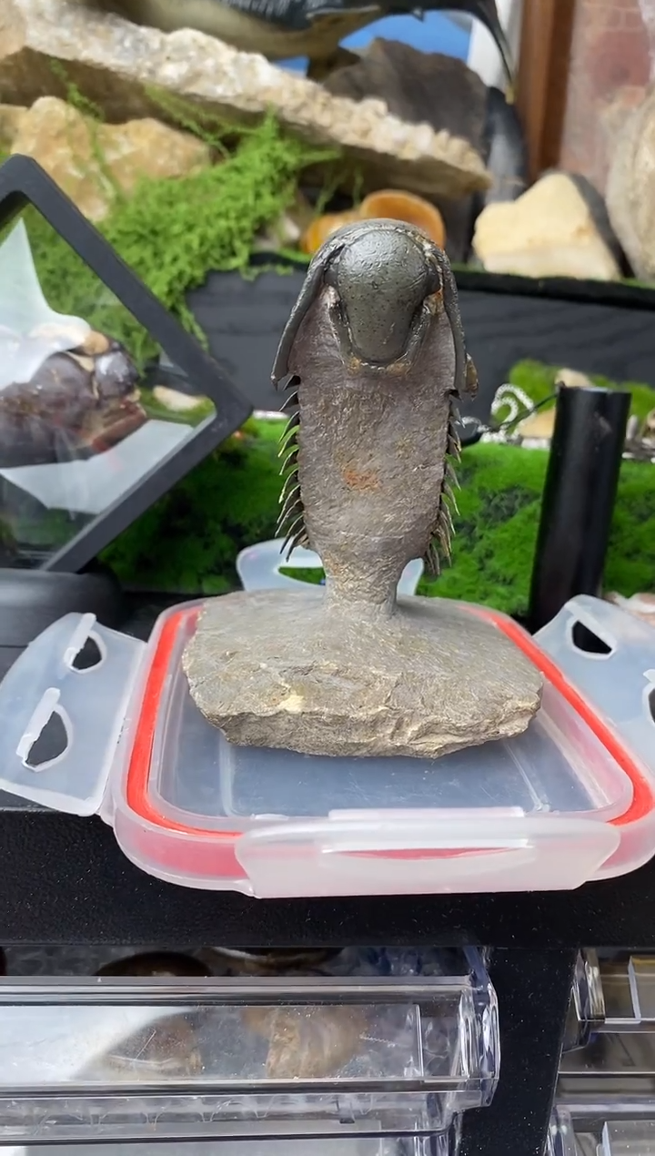 精美摆件创意礼物家居配饰新年礼物个人收藏