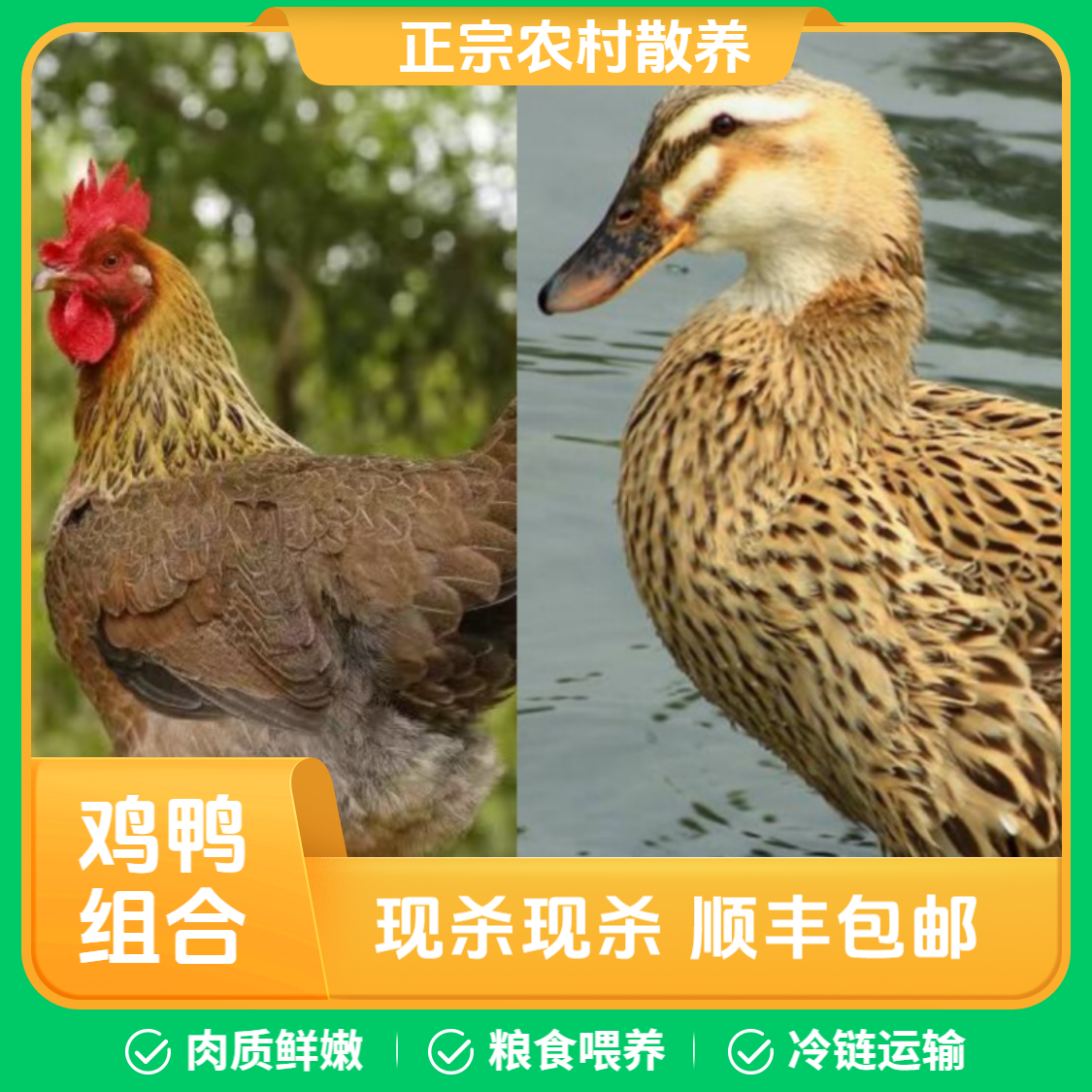 [鸡鸭组合]一只清远鸡+一只土鸭汤干净发货 净膛 顺丰包邮