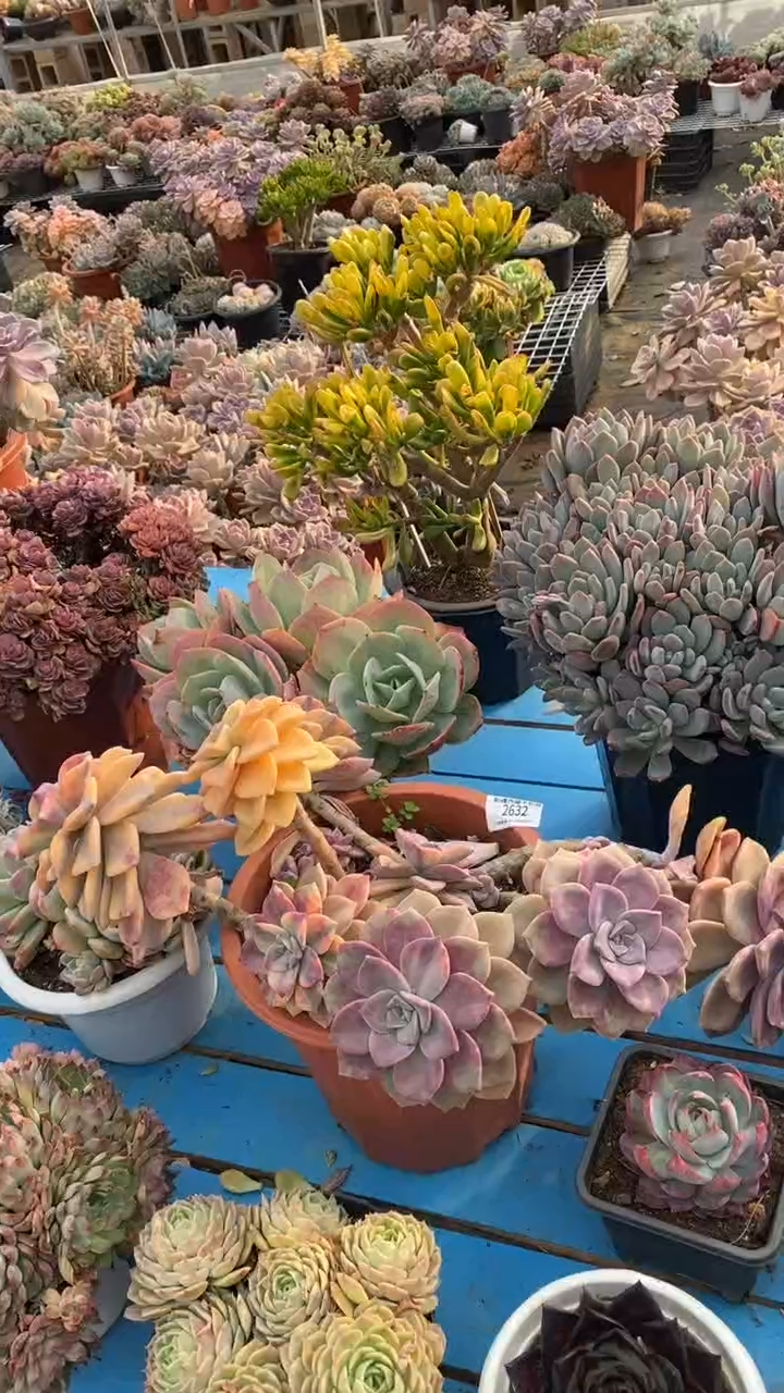 【闪购商品】2632紫乐锦