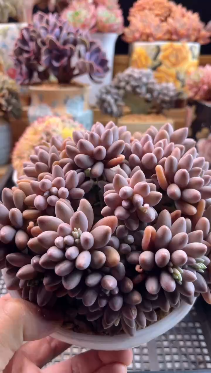 【闪购商品】3.7-40星黛露