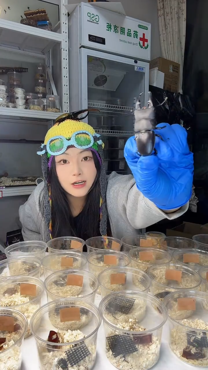 越南扁锹甲70mm公虫成虫一只