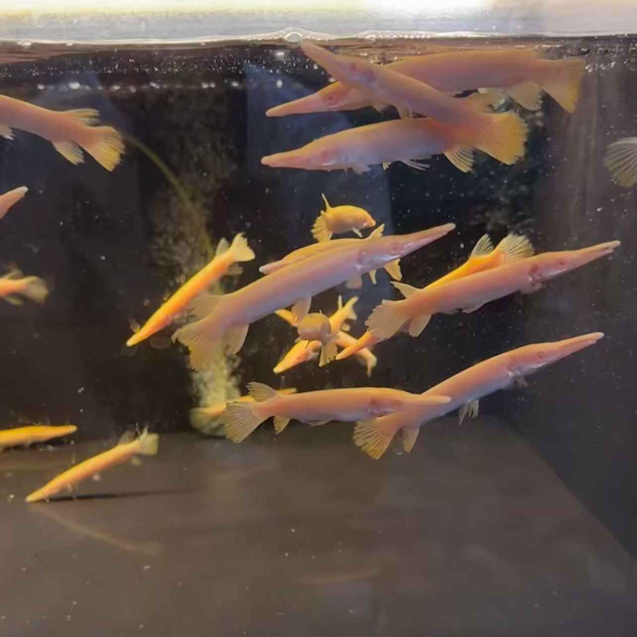 猛鱼红眼黄化幽灵火箭苗 鳄雀鳝大观赏鱼