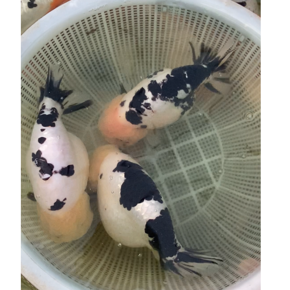 兰寿直播间专用链接，奶牛，奶花，红白，重墨，等各种花色，竞拍专用