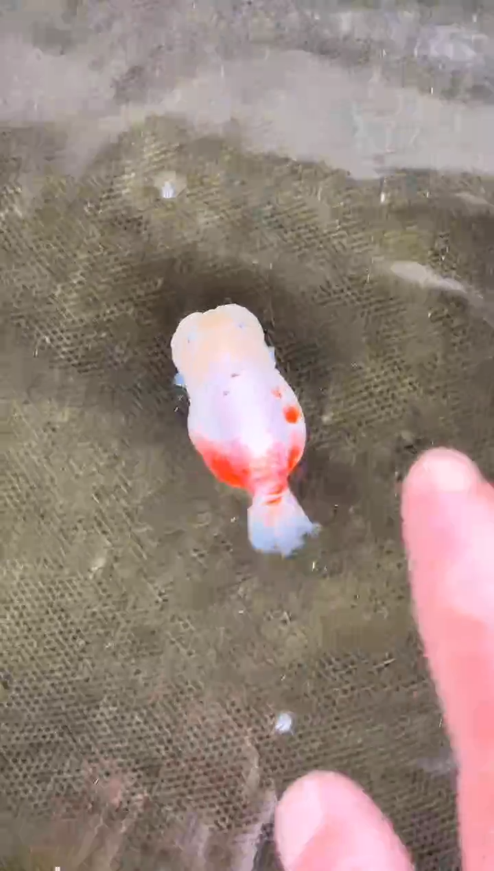 金鱼大**龙水娃娃观赏鱼兰寿金鱼  不包邮