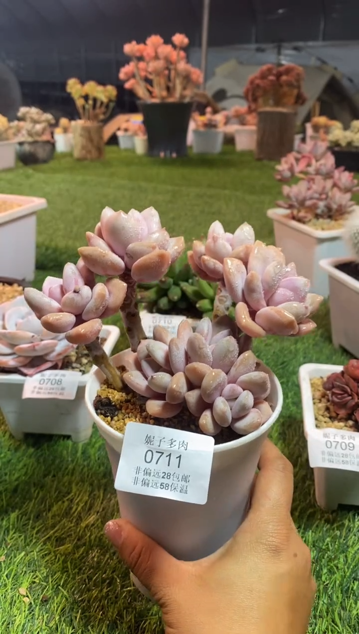 【闪购商品】0711a