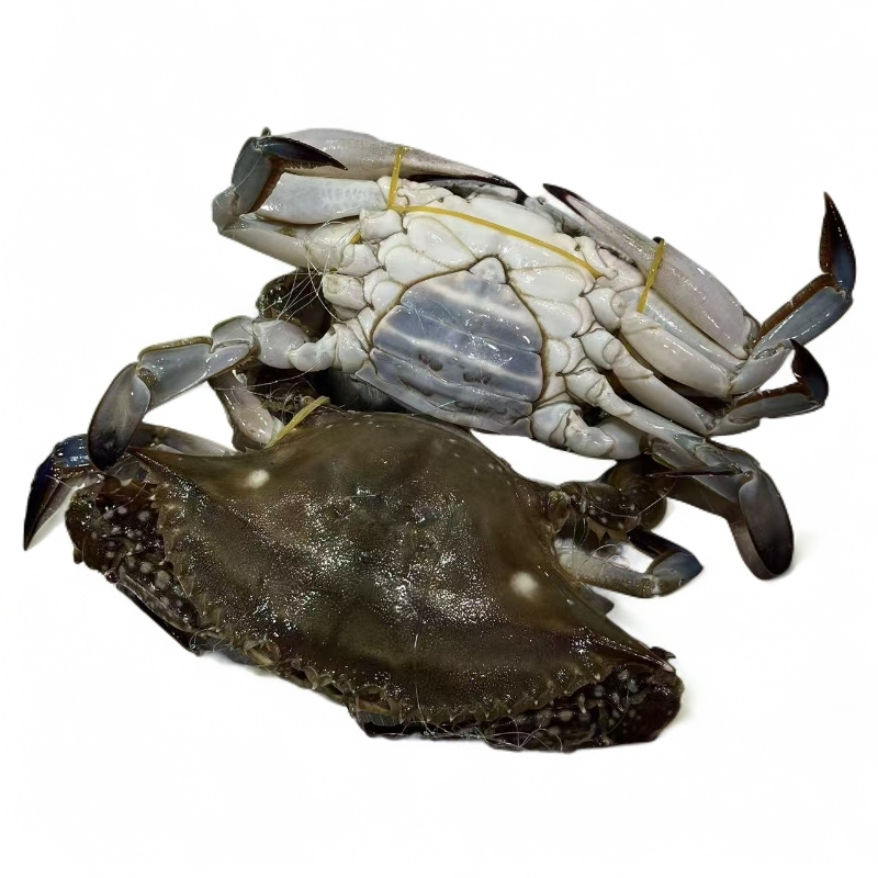 【母梭子蟹】【保鲜不保活】有断脚福建全省拍包邮 每只不低于1两按斤