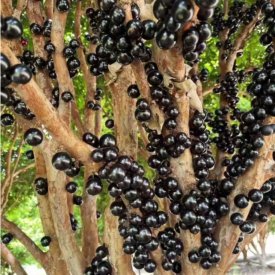 四季嘉宝果红妃嘉宝果沙巴嘉宝果艾斯卡嘉宝果庭院果树果苗