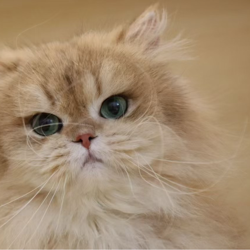 尚老板严选猫咪通用链接