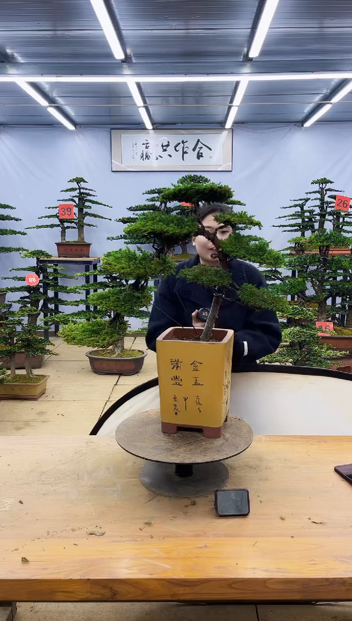 【闪购商品】高端盆景一物一拍，所见即所得