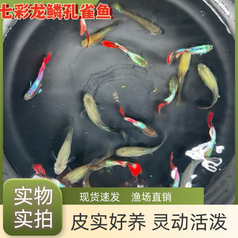 七彩龙鳞孔雀鱼渔场直销