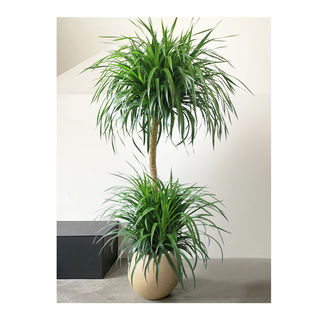 龙血树百合竹黑珍珠福利高度1.2m-1.3m盆栽室内大型植物盆栽植物