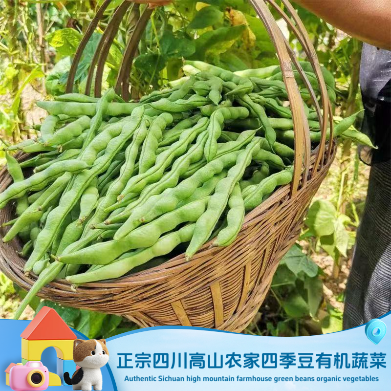 正宗四川高山农家时令蔬菜新鲜四季豆大青豆棒豆肉豆有机绿色蔬菜