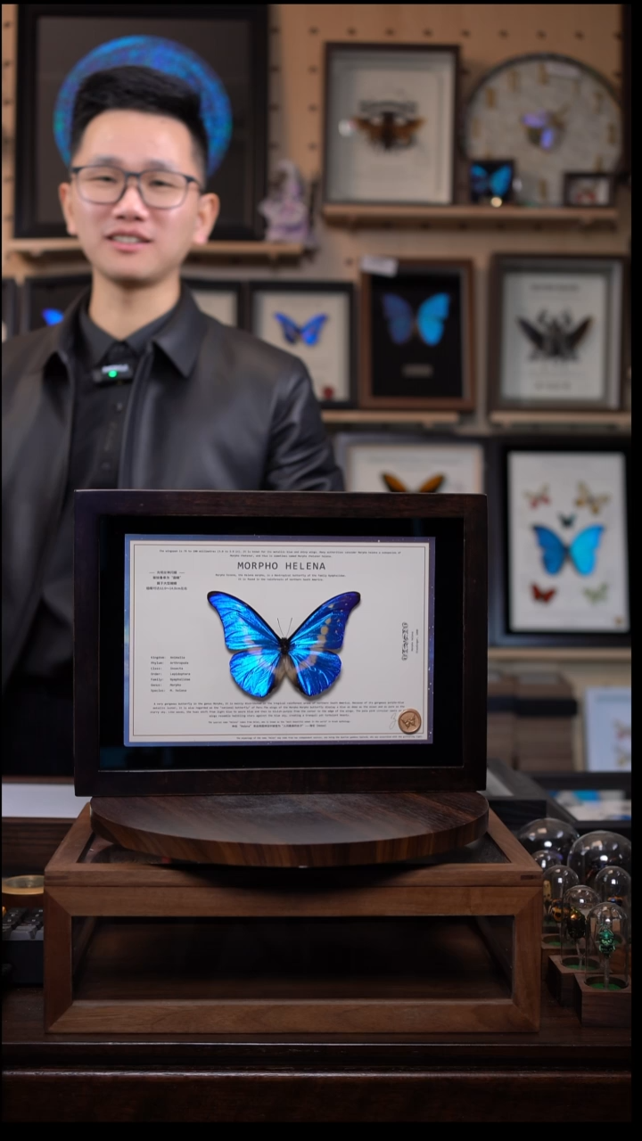光明女神闪蝶标本