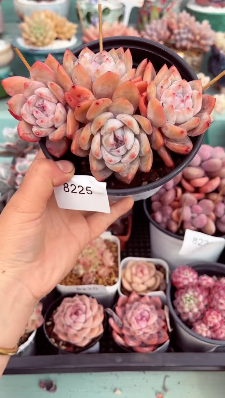 【闪购商品】8225群生星影二代多肉