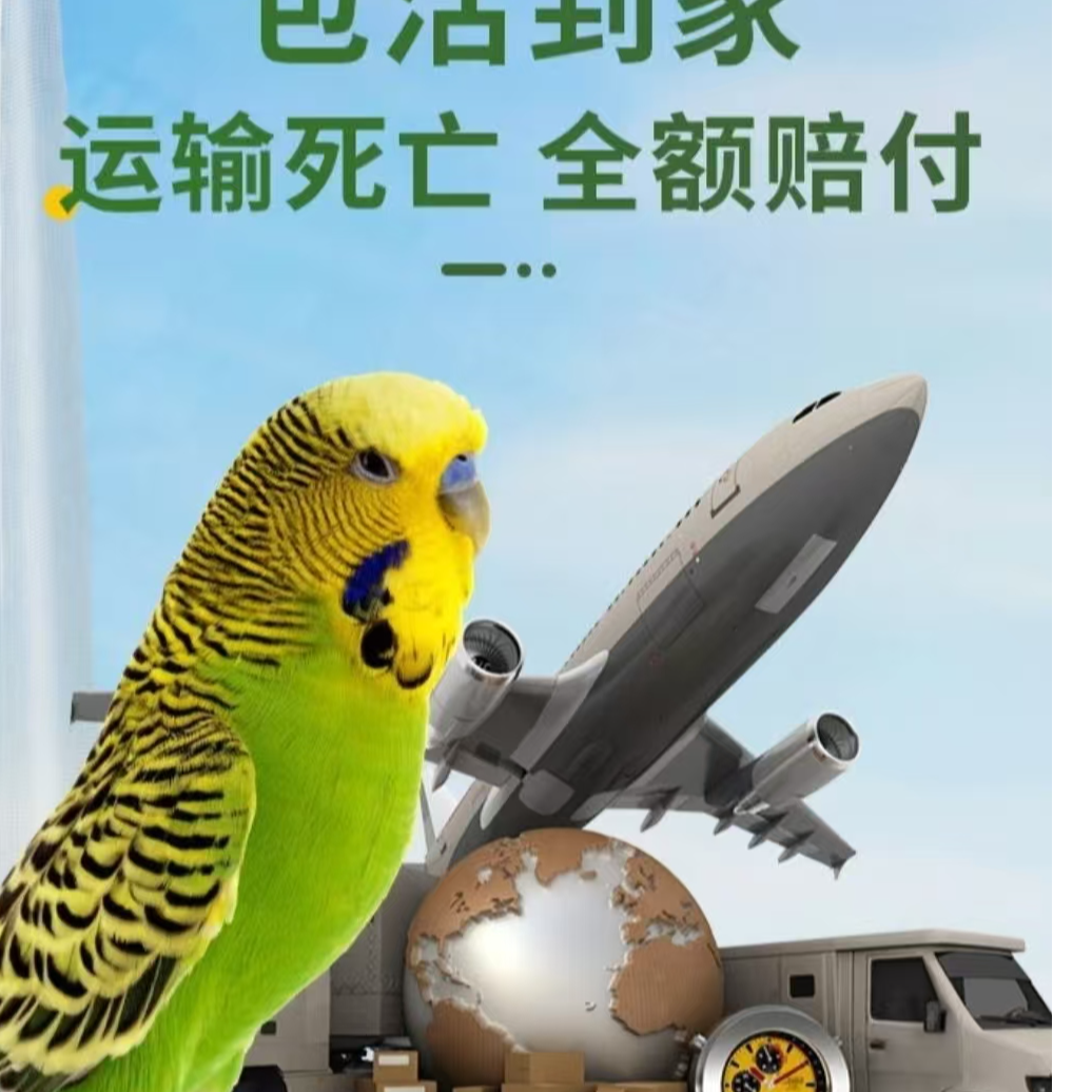 手养虎皮鹦鹉活鸟适合家养可繁殖观赏亲人活泼亲人易上手