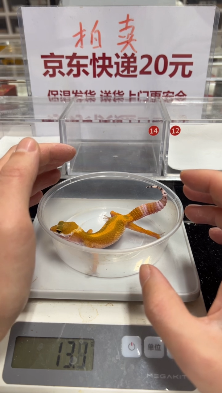 豹纹守宫0000000000