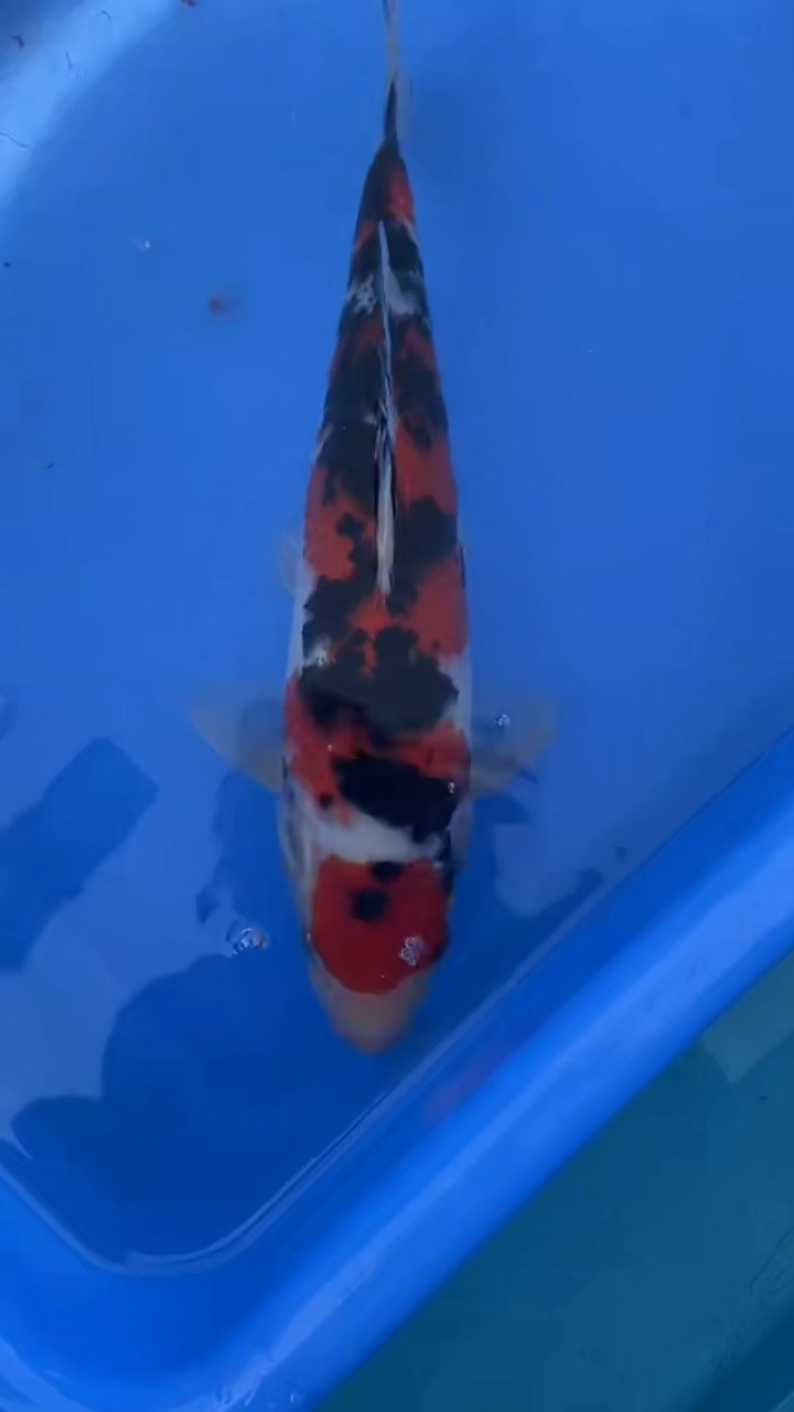 锦鲤大正顺丰空运包邮价