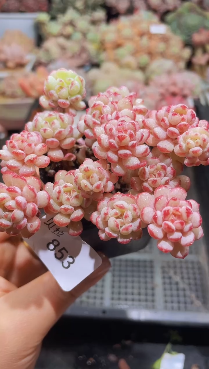 【闪购商品】853小红蛋群