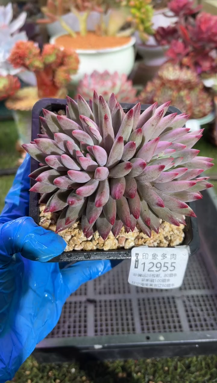 【闪购商品】12955