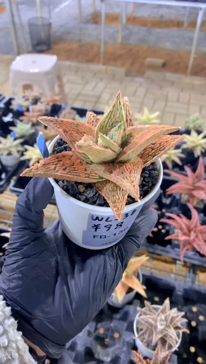 【闪购商品】园艺芦荟wl236FB-130