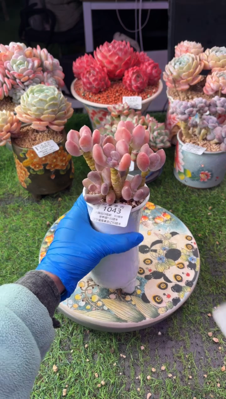 昆明印象多肉1043