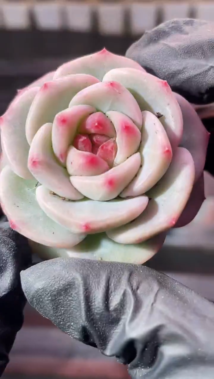 13-43糯体小肥猪3-4厘米量拍发一颗