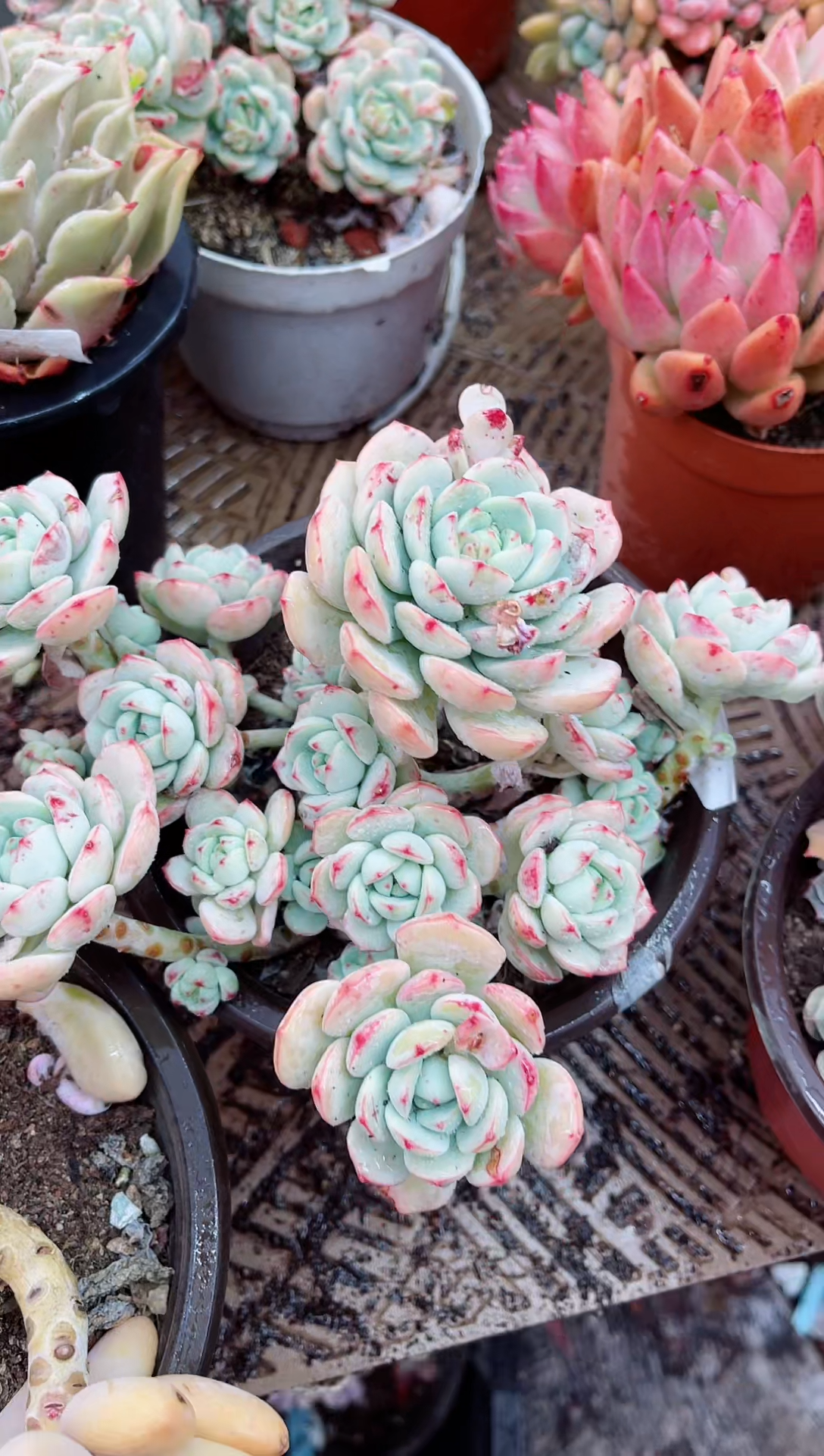 【闪购商品】03240