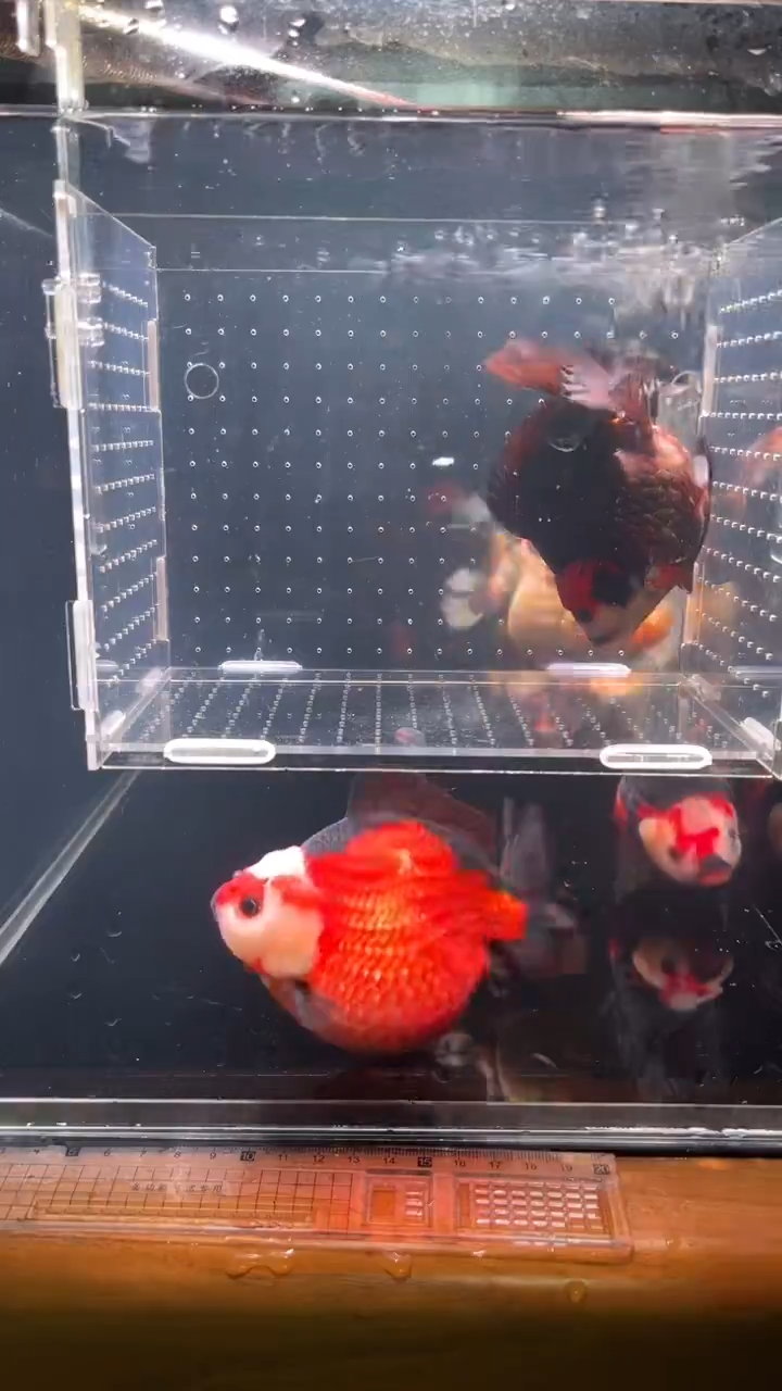 金鱼渔场直销玛丽