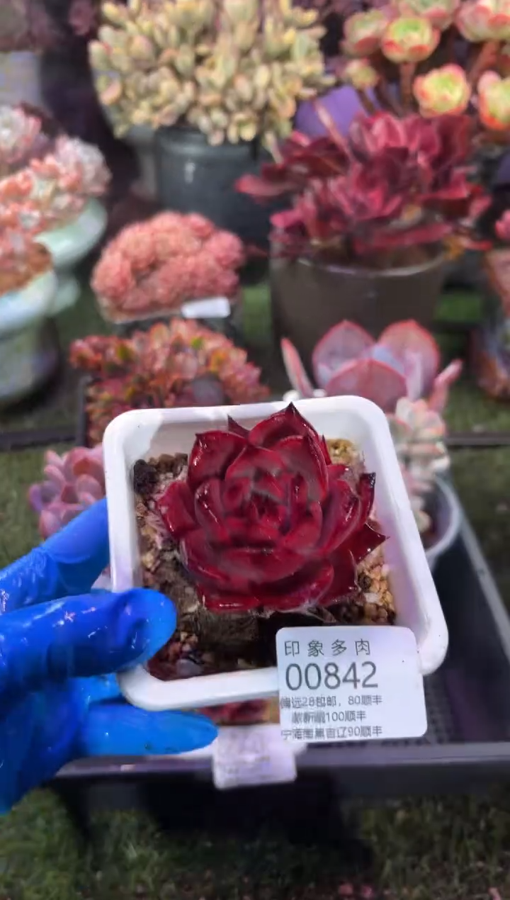 【闪购商品】00842