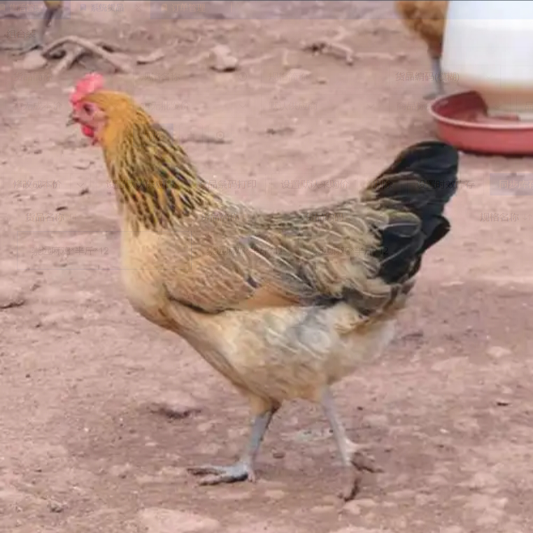 崇远麻鸡生鲜整鸡肉质鲜美到手12只