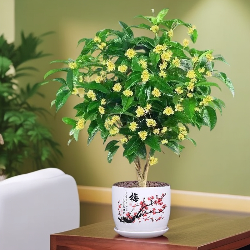 桂花盆景金银丹桂红天香台阁佛鼎珠老朱砂状元红庭院阳台绿植花卉