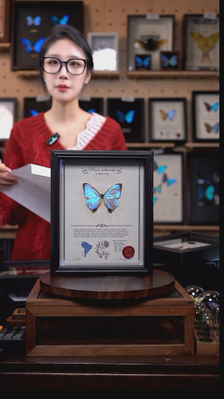 蝴蝶标本摆件竞拍d382