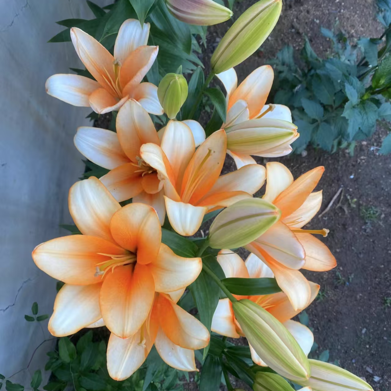 2号店四季可种《罗密欧 周长18/20cm》1颗进口单瓣有香百合种球