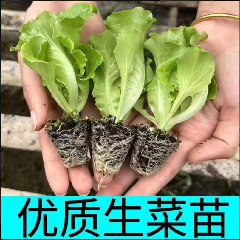生菜秧苗四季阳台种植专用菜苗可生吃紫生菜奶油生菜带土发货