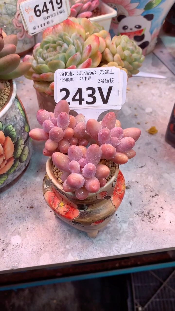 243V（一物一拍，精品多肉，w所见即所得 ）