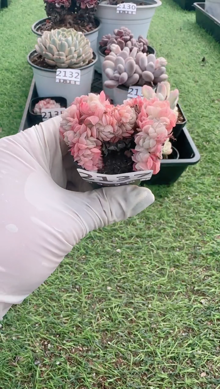 【闪购商品】信服多肉一物一拍