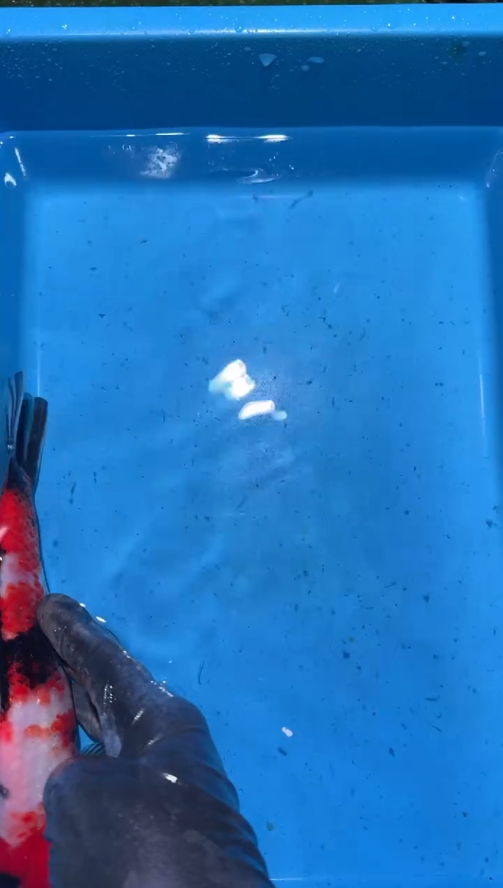 锦鲤点关注右下角竞拍链接出价