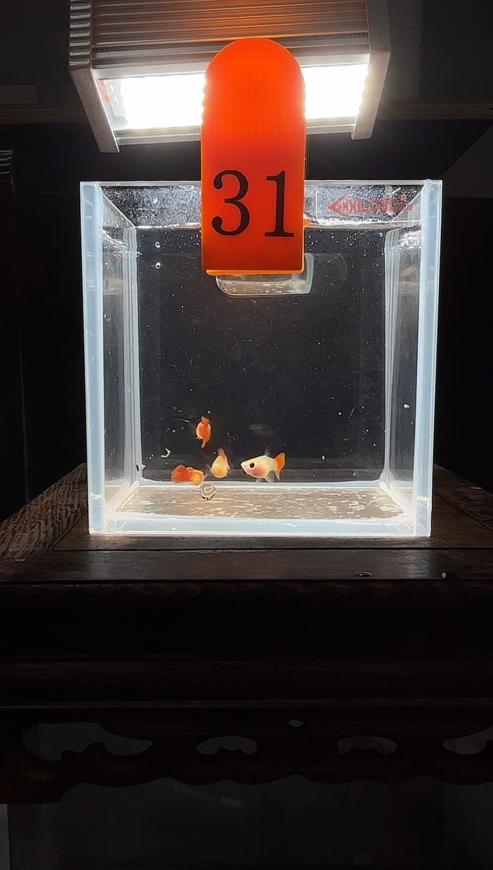 孔雀鱼银河普通体31