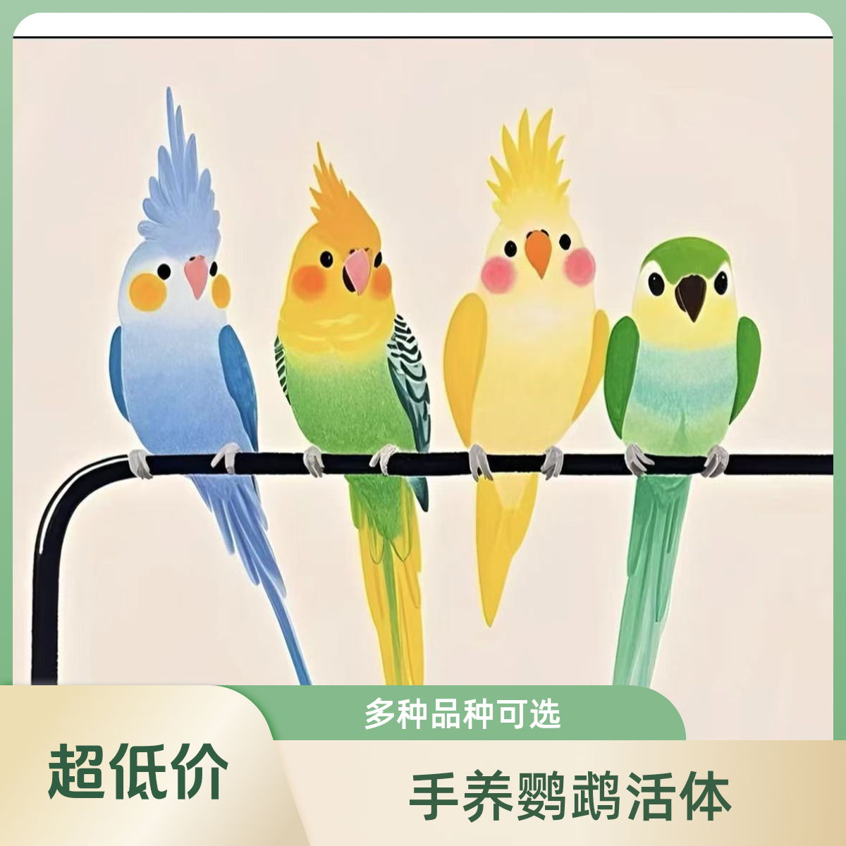 手养活体鹦鹉雏鸟可学技能能互动的宠物小鸟