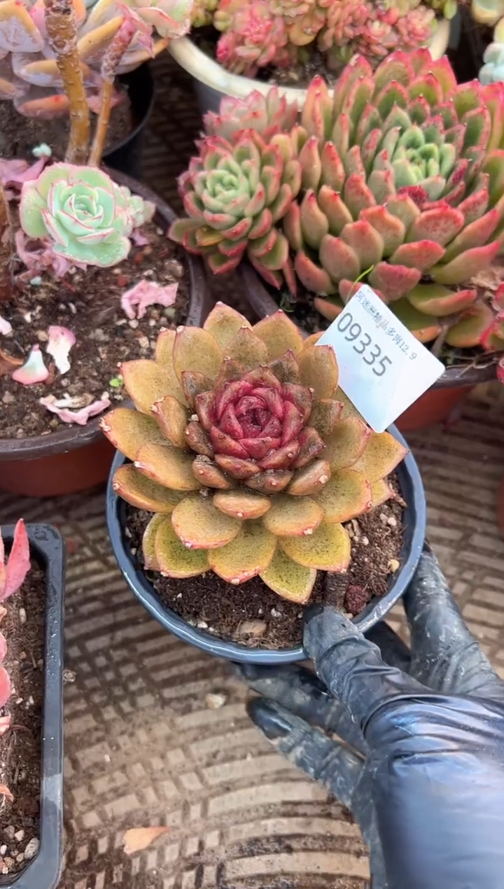 紫*多肉植物一物一拍09335