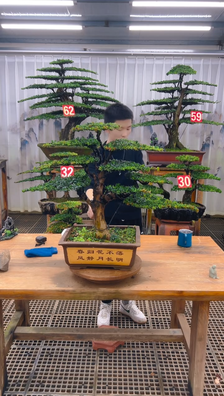 无花朵风*精品盆景直播间一物一拍