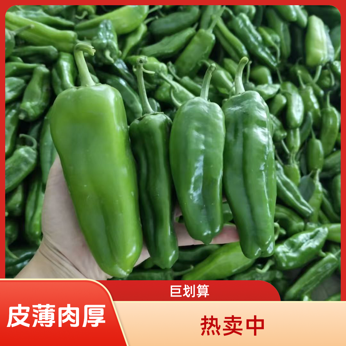 （现采现发）农家自种新鲜薄皮青椒现摘现发微辣脆嫩菜椒大辣椒