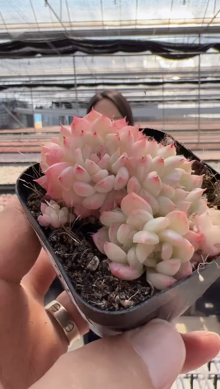 【闪购商品】新款多肉-22