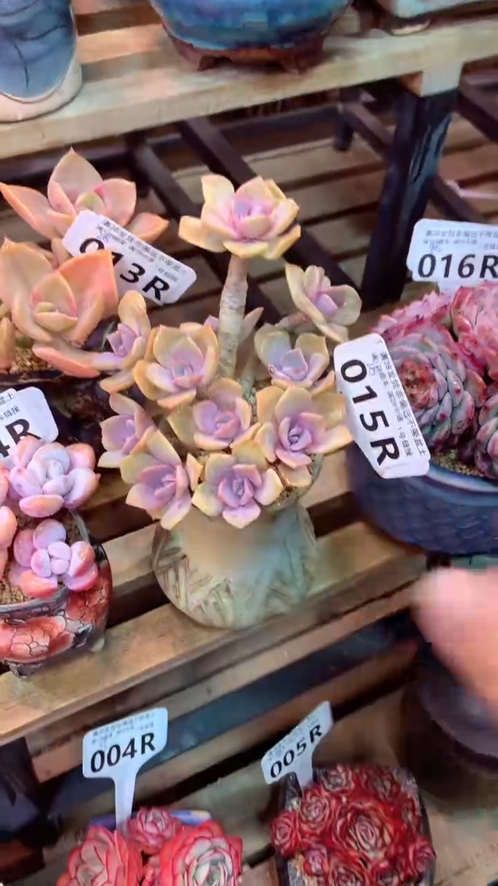 015R（一物一拍，精品多肉，所见即所得 ）